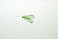 Chrysoperla sp.